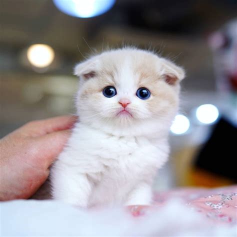 3 month old Munchkin available in CEBU, CEBU.